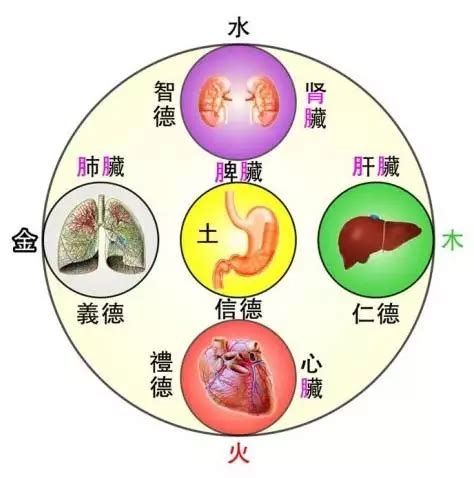 胃 五行|（三）脾、胃